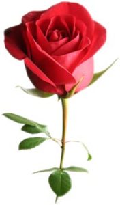 image of a single red rose