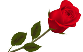 image of a single rose